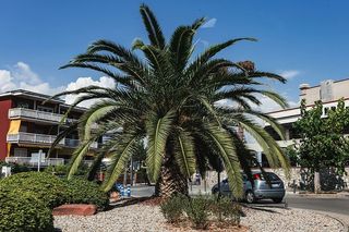 西班牙的棕榈树