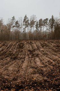 秋天在雾天向森林走去