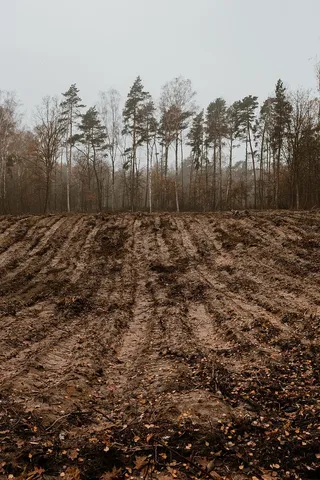 秋天在雾天向森林走去