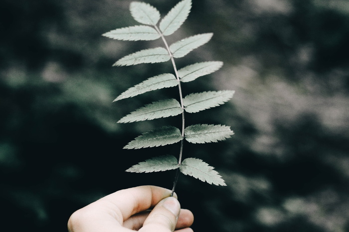 绿色，叶子，植物，自然，人类的手，手，一个人，人体的一部分