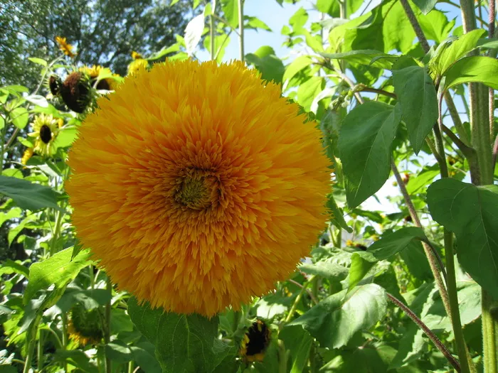 向日葵、泰迪熊、黄色、夏季、绿色、叶子、花园、自然