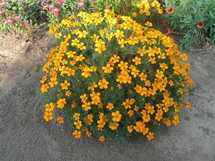 万寿菊,苋菜,花,橙色,夏天,自然,黄色,开花植物 万寿菊,苋菜,花,橙色,夏天,自然,黄色,开花植物