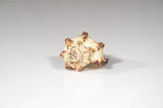 贝壳，海，扇贝，蜗牛，软体动物，海，扇贝，贝壳，软体动物