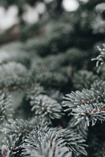 冰冻的树叶和树枝