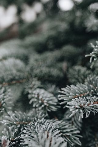 冰冻的树叶和树枝