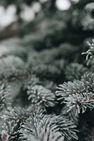 冰冻的树叶和树枝