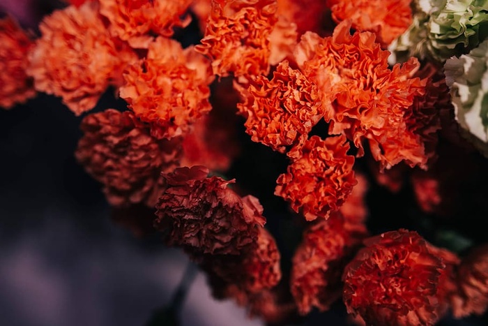 花卉特写