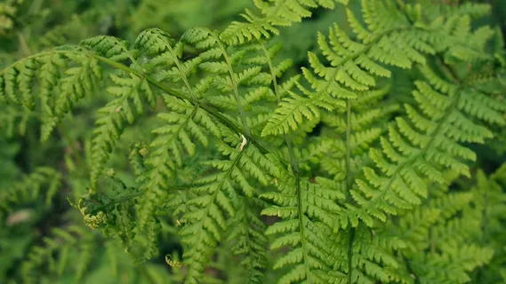 微距摄影,绿色,叶子植物,叶子,植物,叶子,树木,植物 微距摄影,绿色,叶子植物,叶子,植物,叶子,树木,植物