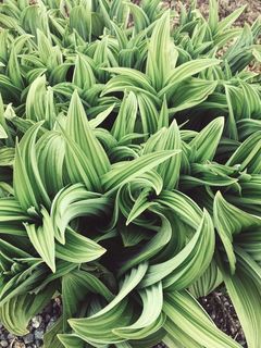 美国，雷尼尔山国家公园，pnw树叶，加利福尼亚玉米百合，绿色植物，植物，雷尼尔山，绿色