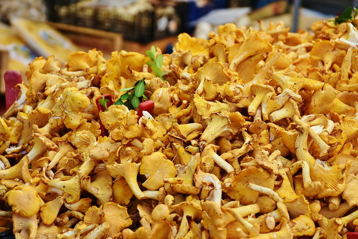 蘑菇堆，真正的香菇，蘑菇，鸡蛋海绵，香菇，艾尔施瓦默尔，雷赫尔，香菇