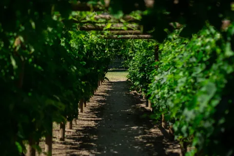 法国，la canorgue，bonnieux，green，Bush，Bush，way