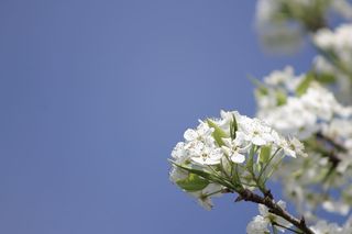 果树，花朵，春天，树枝，树，白色，自然，水果