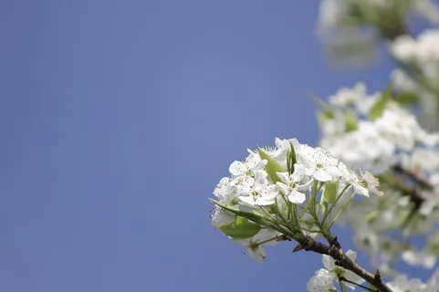 果树,花朵,春天,树枝,树,白色,自然,水果 果树,花朵,春天,树枝,树,白色,自然,水果
