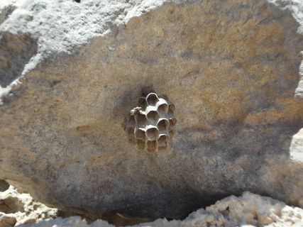 蜂巢、木棍、筑巢、巢、梳子、艾伦、蜂巢、野生动物