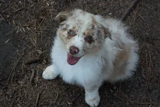 美国，伯明翰，红山公园，小狗，小狗，玩耍，户外，自然