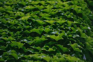 法国, Auvergne, 墙, 绿色, 圆形散景, Helios 44-2, 叶子, 背景