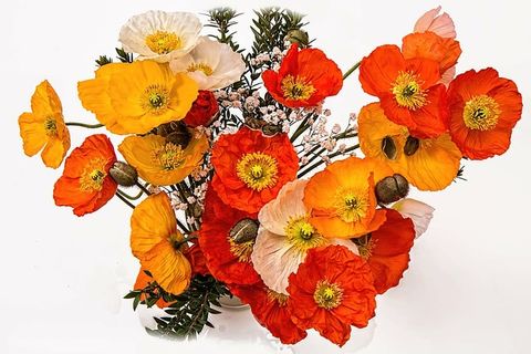 橙色,黄色,白色,花朵,罂粟花,欢快,快乐,明亮 橙色,黄色,白色,花朵,罂粟花,欢快,快乐,明亮