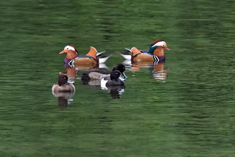 水域, 鸟, 鸭, 池塘, 普通话, A, 鸳鸯, 动物主题