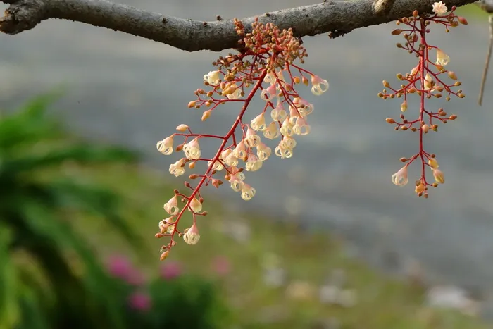 频波花，频波，频波，花，果树，凤果眼，花，树