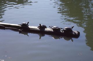 旧金山，美国，海龟，爬行动物，加利福尼亚，水，反射，动物