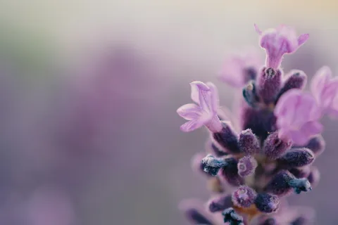 紫瓣芽花 紫瓣芽花