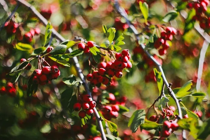 红樱桃、植物、水果、食品、樱桃、李子、猕猴桃、农产品