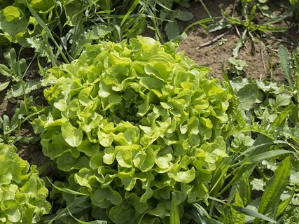 蔬菜,园丁,菜园,沙拉,生长,植物,绿色,植物部分 蔬菜,园丁,菜园,沙拉,生长,植物,绿色,植物部分