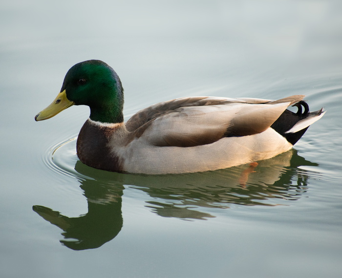 美国奥克兰，梅里特湖，赫克，鸟，羽毛，比尔，格林