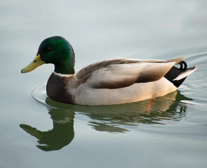美国奥克兰，梅里特湖，赫克，鸟，羽毛，比尔，格林