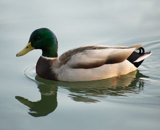 美国奥克兰，梅里特湖，赫克，鸟，羽毛，比尔，格林