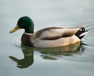 美国奥克兰，梅里特湖，赫克，鸟，羽毛，比尔，格林