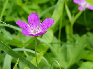 田野、草地、草地、绿色、自然、花、植物、开花植物