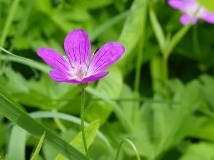 田野、草地、草地、绿色、自然、花、植物、开花植物 田野、草地、草地、绿色、自然、花、植物、开花植物