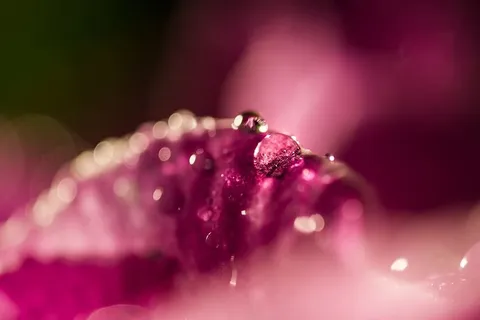 超、宏、滴、花、自然、背景、滴、特写 超、宏、滴、花、自然、背景、滴、特写