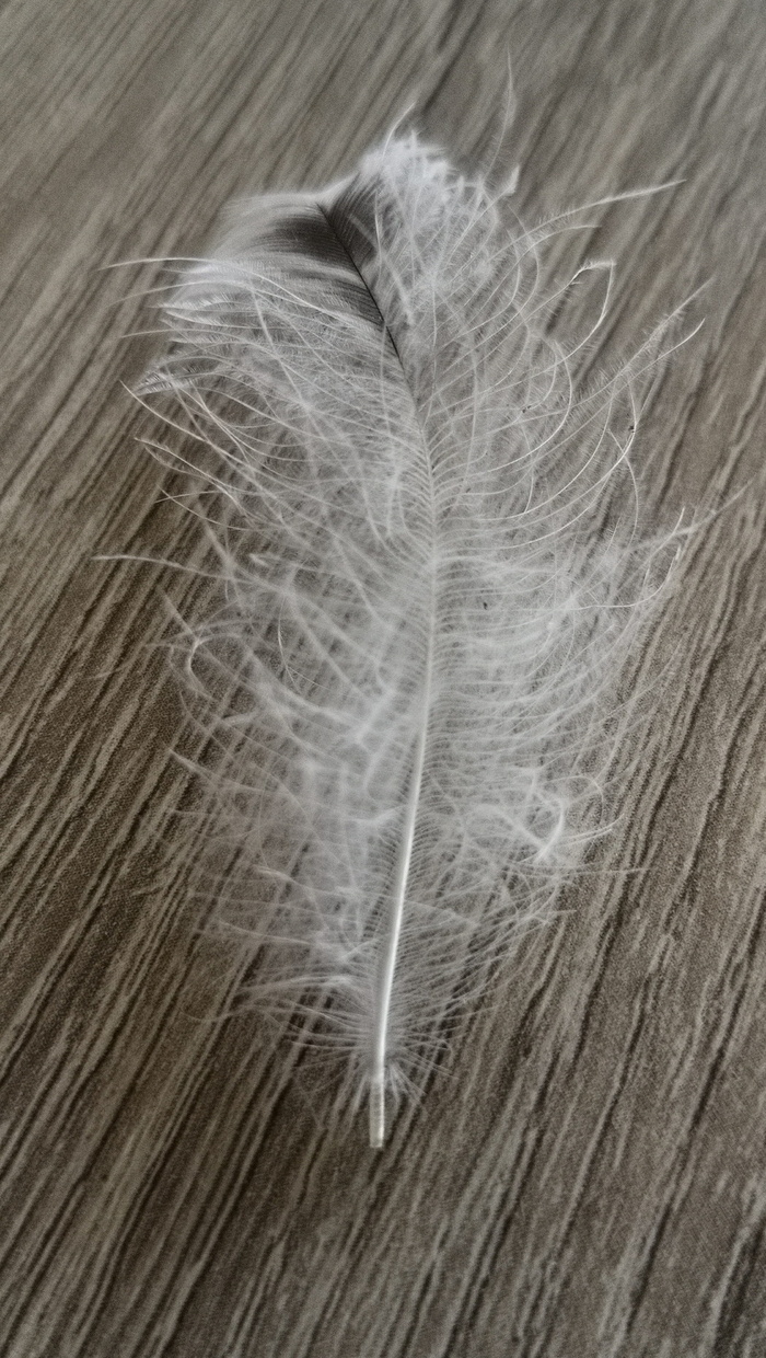 钢笔，羽绒，白色，木头，羽毛，特写，没有人，脆弱