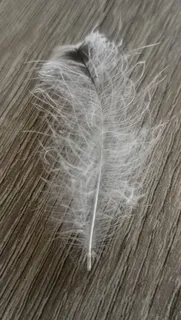 钢笔，羽绒，白色，木头，羽毛，特写，没有人，脆弱