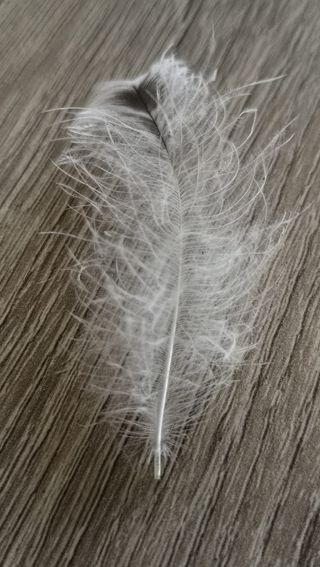 钢笔，羽绒，白色，木头，羽毛，特写，没有人，脆弱