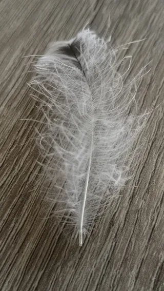 钢笔，羽绒，白色，木头，羽毛，特写，没有人，脆弱