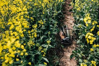 在盛开的油菜地里拿着老式相机的女人