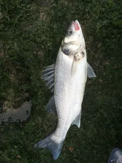 海鲈鱼,鲈鱼,鱼,鱼,海,海鲜,一种动物,没有人,一天 海鲈鱼,鲈鱼,鱼,鱼,海,海鲜,一种动物,没有人,一天