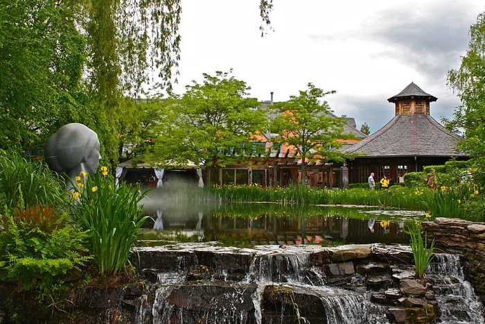 木材，风景，水，夏天，美丽，日光，植物，花朵