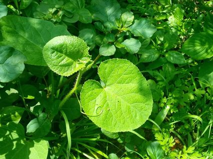 更好，两片叶子，自然，比两片叶子更好，最好，美丽，自然