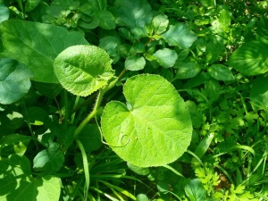 更好，两片叶子，自然，比两片叶子更好，最好，美丽，自然