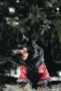 穿暖和夹克的小狗