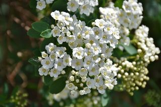 聚焦，白色，带花瓣的花，花，自然，植物，叶子，树