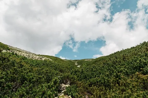 森林和蓝天的背景景色 森林和蓝天的背景景色