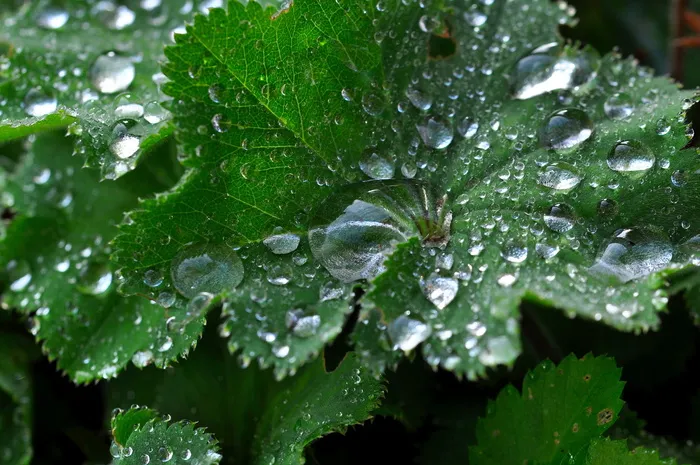 银色、皮毛、叶子、植物、银色皮毛、山花、silbermaenteli、雨滴