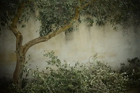 棕色、绿色、树木、橄榄树、怀旧、背景、树木切割、树木收成