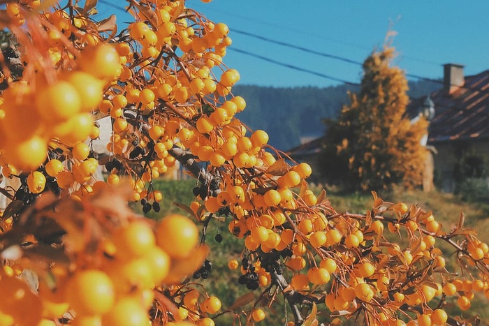 圆形、黄色、水果特写照片、选择性、聚焦、水果、日间、橙色