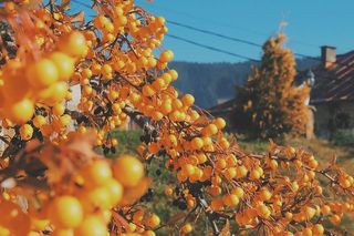 圆形、黄色、水果特写照片、选择性、聚焦、水果、日间、橙色